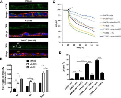 Treatment of Polarized Cystic Fibrosis Airway Cells With HGF Prevents VX-661-Rescued F508del-CFTR Destabilization Caused by Prolonged Co-exposure to VX-770